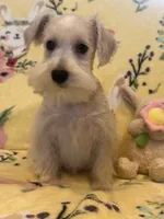 Thumbelina, a female Miniature Schnauzer for sale in Sarasota, FL – 1 of 2