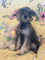 Sassy, a female Miniature Schnauzer for sale in Sarasota, FL – 2 of 3