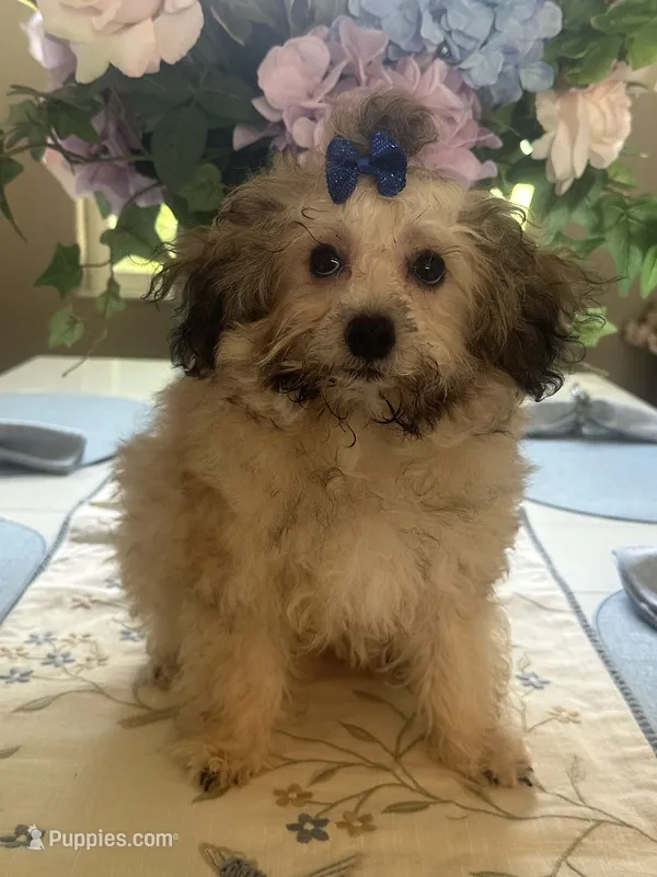 Teddy  – Maltipoo puppy for sale in Sarasota, FL