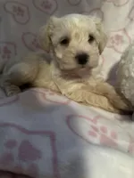 Bella , a female Miniature Schnauzer for sale in Sarasota, FL – Photo 2 of 3