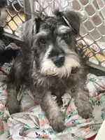 Oliver , a male Miniature Schnauzer for sale in Sarasota, FL – 2 of 2