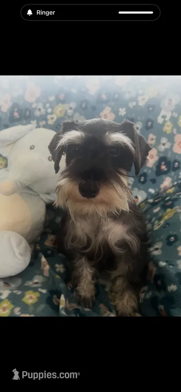 Sassy jr – Miniature Schnauzer puppy for sale in Sarasota, FL