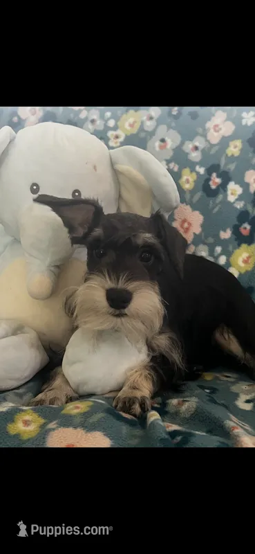 Snoopy jr – Miniature Schnauzer puppy for sale in Sarasota, FL