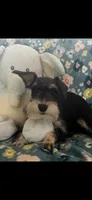 Snoopy jr, a male Miniature Schnauzer for sale in Sarasota, FL – 1 of 1