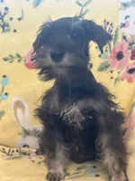 Thumper, a male Miniature Schnauzer for sale in Sarasota, FL – 1 of 1