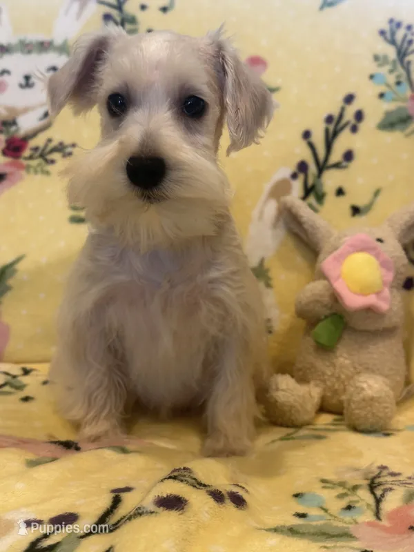 Prissy  – Miniature Schnauzer puppy for sale in Sarasota, FL