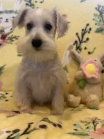 Prissy , a female Miniature Schnauzer for sale in Sarasota, FL – 1 of 1