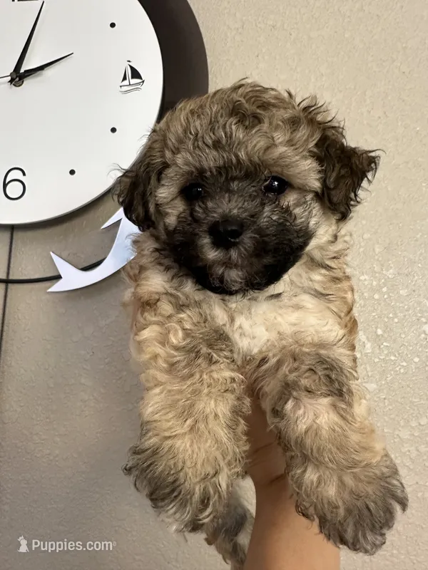Mommy’s boy  – Maltipoo puppy for sale in Sarasota, FL