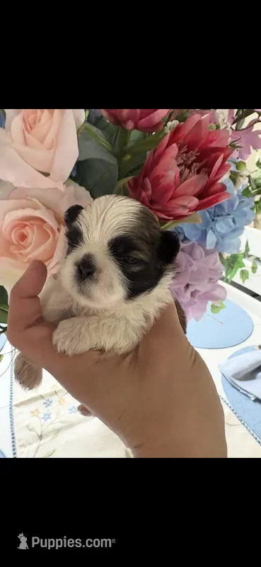 Isabella – Shih Tzu puppy for sale in Sarasota, FL