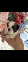 Isabella, a female Shih Tzu for sale in Sarasota, FL – 1 of 2
