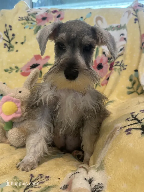 Thumper – Miniature Schnauzer puppy for sale in Sarasota, FL