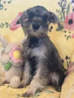 Sassy, a female Miniature Schnauzer for sale in Sarasota, FL – 2 of 3