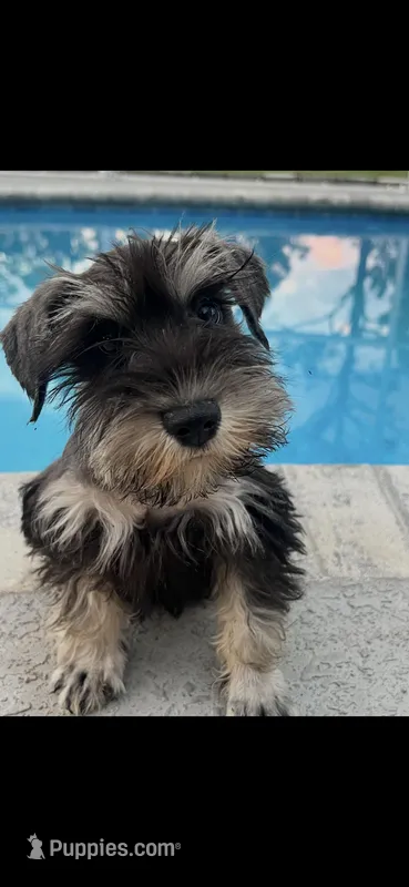 Tigger  – Miniature Schnauzer puppy for sale in Sarasota, FL