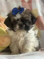 Squidward, a male Shih Tzu for sale in Sarasota, FL – 1 of 3