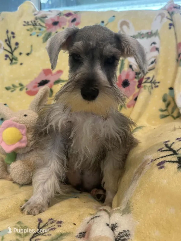 Snoopy jr – Miniature Schnauzer puppy for sale in Sarasota, FL
