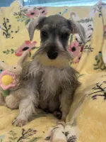 Snoopy jr, a male Miniature Schnauzer for sale in Sarasota, FL – Photo 1 of 2