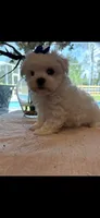 Teddy , a male Maltese for sale in Sarasota, FL – 2 of 2