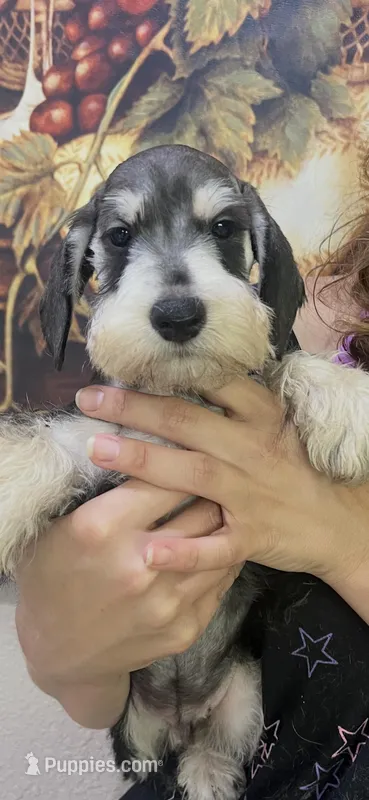 Scooby  – Miniature Schnauzer puppy for sale in Sarasota, FL