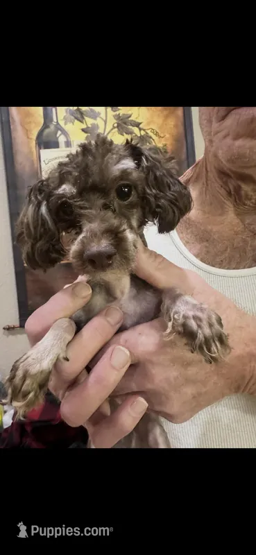 Princess – Poodle - Toy  puppy for sale in Sarasota, FL