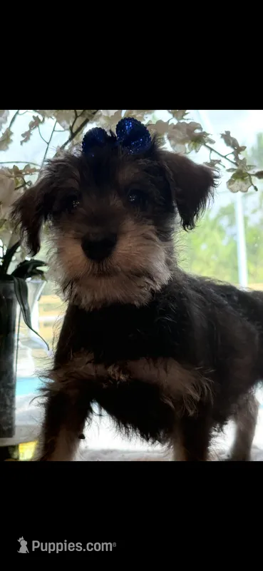 Scooby  – Miniature Schnauzer puppy for sale in Sarasota, FL