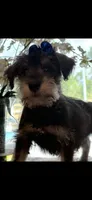 Scooby , a male Miniature Schnauzer for sale in Sarasota, FL – 1 of 1