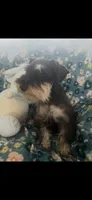 Prissy , a female Miniature Schnauzer for sale in Sarasota, FL – 2 of 3