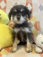 Coco , a female Miniature Schnauzer for sale in Sarasota, FL – 2 of 5