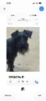 Smiley, a female Miniature Schnauzer for sale in Sarasota, FL – 1 of 1