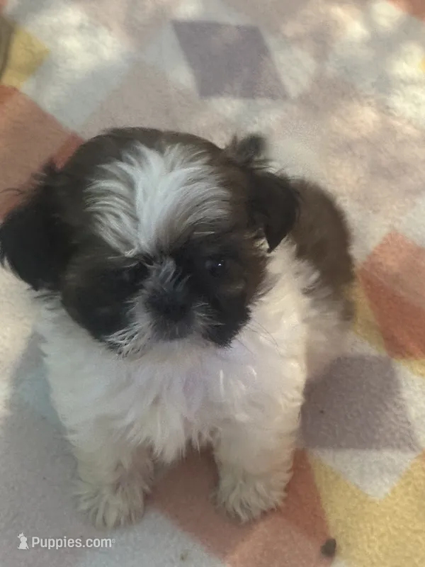 Thumper – Shih Tzu puppy for sale in Sarasota, FL