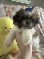 Poo bear , a male Miniature Schnauzer for sale in Sarasota, FL – 3 of 4