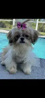 Bella , a female Shih Tzu for sale in Sarasota, FL – 2 of 2