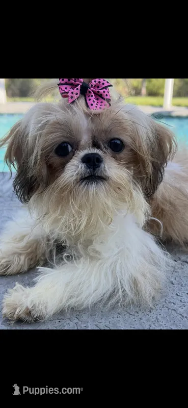 Bella  – Shih Tzu puppy for sale in Sarasota, FL