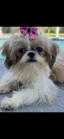 Bella , a female Shih Tzu for sale in Sarasota, FL – 1 of 2