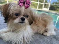 Princess, a female Shih Tzu for sale in Sarasota, FL – 2 of 3