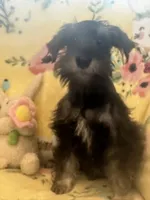 Scooby , a male Miniature Schnauzer for sale in Sarasota, FL – 3 of 4
