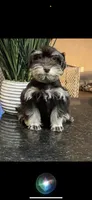 Peanut, a male Miniature Schnauzer for sale in Sarasota, FL – 4 of 4
