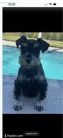 Tigger , a male Miniature Schnauzer for sale in Sarasota, FL – Photo 1 of 3