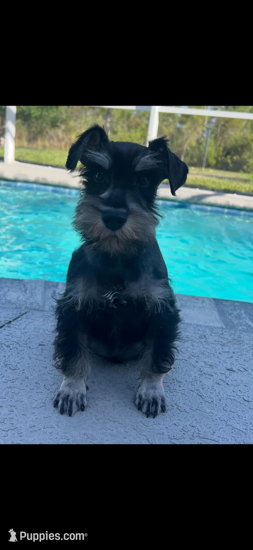 Tigger , a male Miniature Schnauzer for sale in Sarasota, FL – Photo 2 of 3