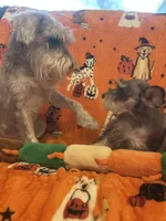 Snoopy , a male Miniature Schnauzer for sale in Sarasota, FL – 3 of 3