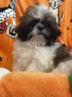 Jasper, a male Miniature Schnauzer for sale in Sarasota, FL – 2 of 2