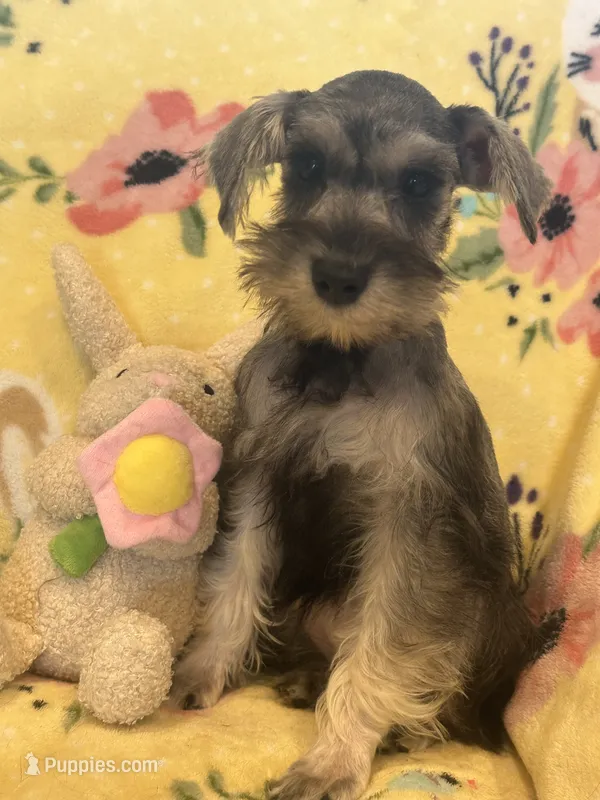 Tinker Bell – Miniature Schnauzer puppy for sale in Sarasota, FL