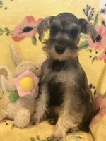 Tinker Bell, a female Miniature Schnauzer for sale in Sarasota, FL – 1 of 1