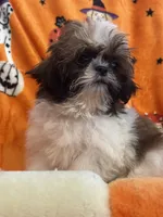 Teddy bear , a male Shih Tzu for sale in Sarasota, FL – 3 of 6
