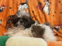 Teddy bear , a male Shih Tzu for sale in Sarasota, FL – 6 of 6