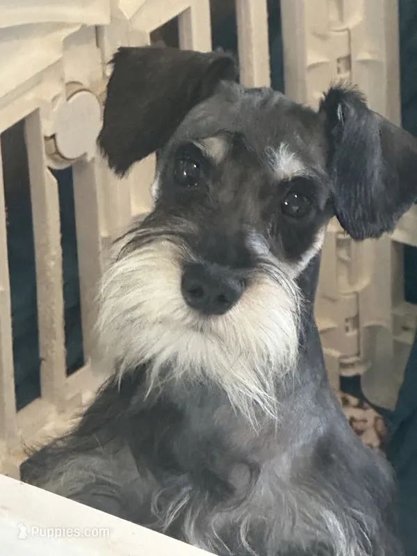 Casanova, a male Miniature Schnauzer for sale in Sarasota, FL – 1 of 1