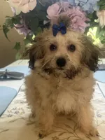Bear , a male Maltipoo for sale in Sarasota, FL – 1 of 3