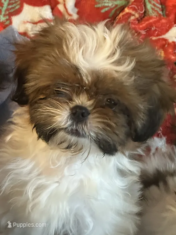 Teddy  – Shih Tzu puppy for sale in Sarasota, FL