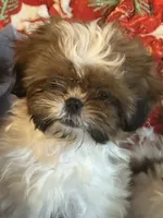 Teddy , a male Shih Tzu for sale in Sarasota, FL – 1 of 5