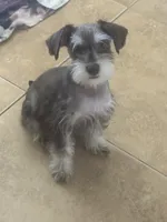 Kringle, a male Miniature Schnauzer for sale in Sarasota, FL – 1 of 3