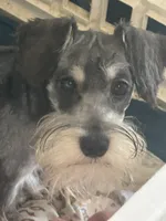 Thumper, a male Miniature Schnauzer for sale in Sarasota, FL – 1 of 1